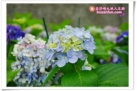 太宗台 繡球花|釜山慶典》太宗台繡球花節｜影島太宗臺太宗寺夏日美 